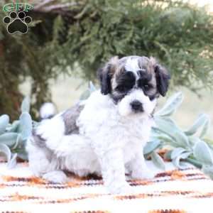 Jett, Bich-Poo Puppy